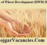 Directorate of Wheat Development (DWD) Recruitment